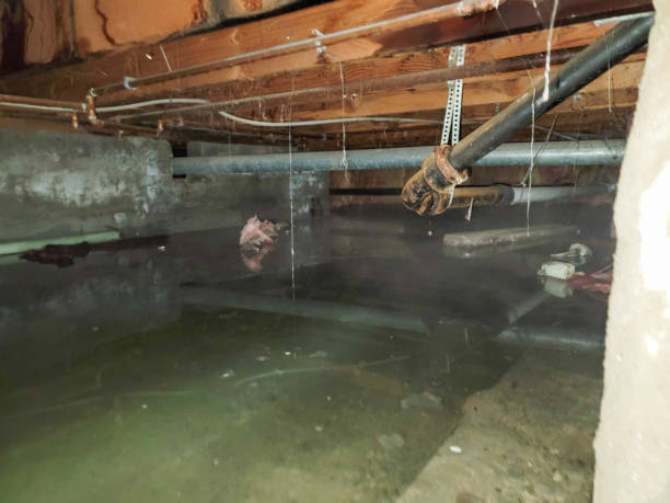 Best Flood damage cleanup  in Dalton Gardens, ID