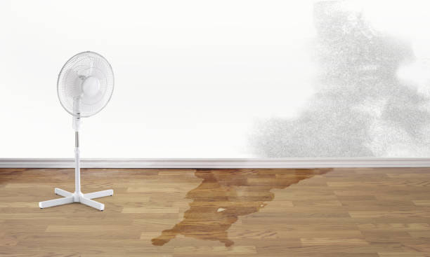 Best Water damage cleanup near me  in Dalton Gardens, ID